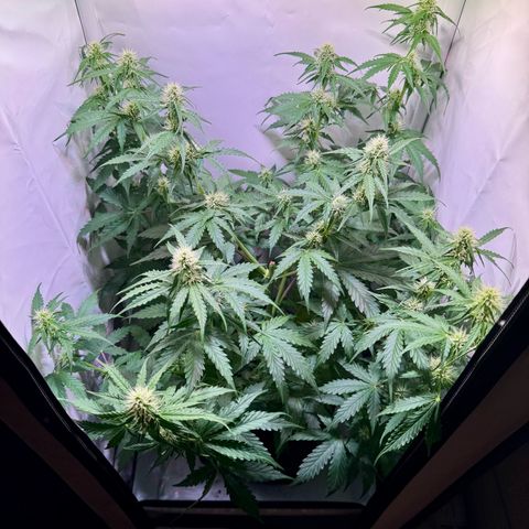 Hulkberry Auto growlog timeline photo