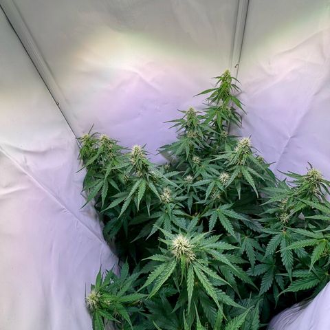 Hulkberry Auto growlog timeline photo