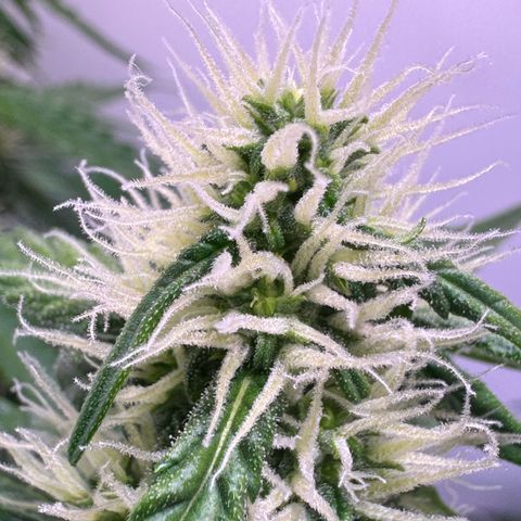Hulkberry Auto growlog timeline photo