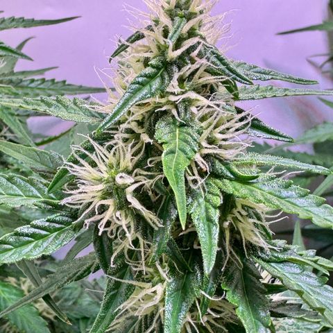 Hulkberry Auto growlog timeline photo
