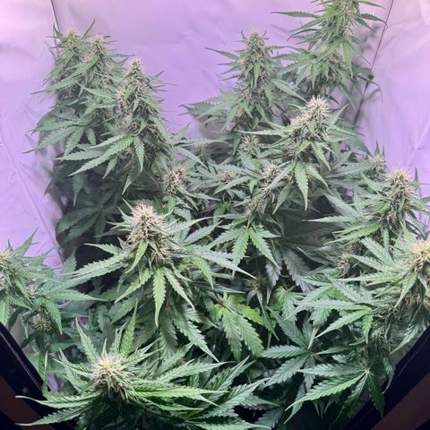 Hulkberry Auto growlog timeline photo