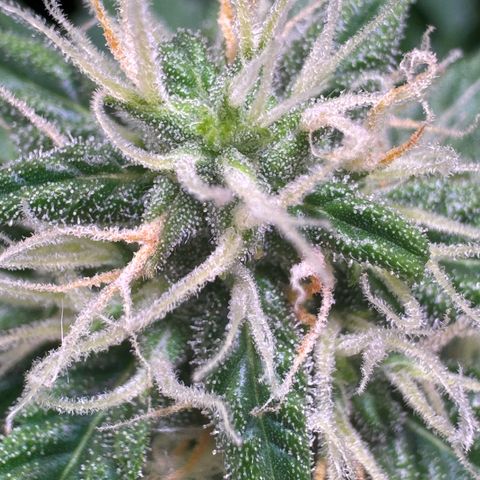 Hulkberry Auto growlog timeline photo