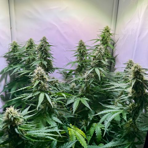 Hulkberry Auto growlog timeline photo
