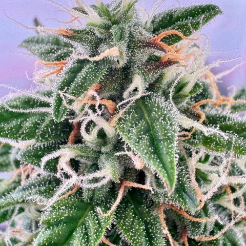 Hulkberry Auto growlog timeline photo