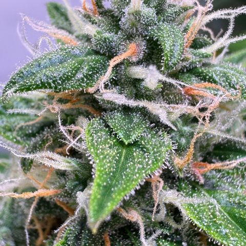 Hulkberry Auto growlog timeline photo