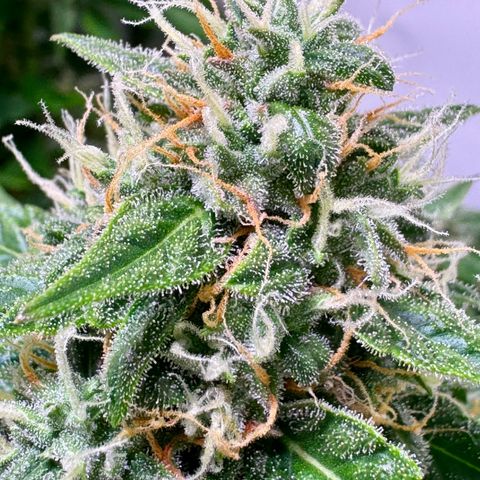 Hulkberry Auto growlog timeline photo