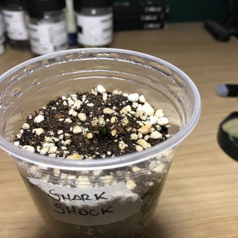 Shark Shock CBD growlog timeline photo