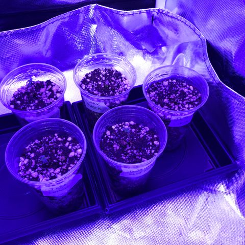 Shark Shock CBD growlog timeline photo