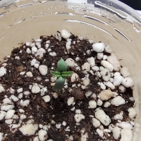 Shark Shock CBD growlog timeline photo