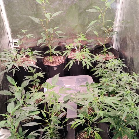Shark Shock CBD growlog timeline photo