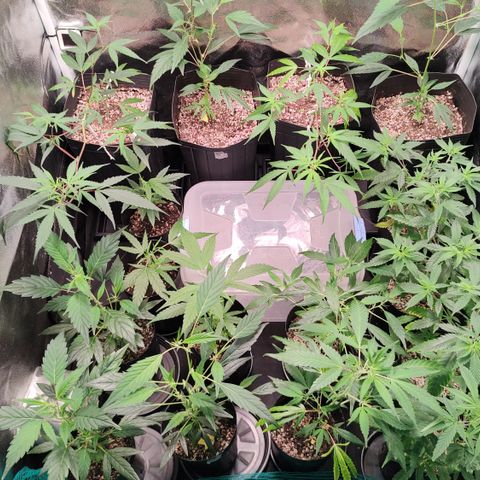 Shark Shock CBD growlog timeline photo