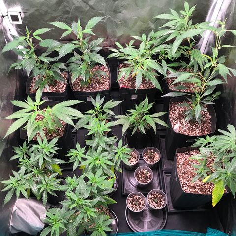 Shark Shock CBD growlog timeline photo