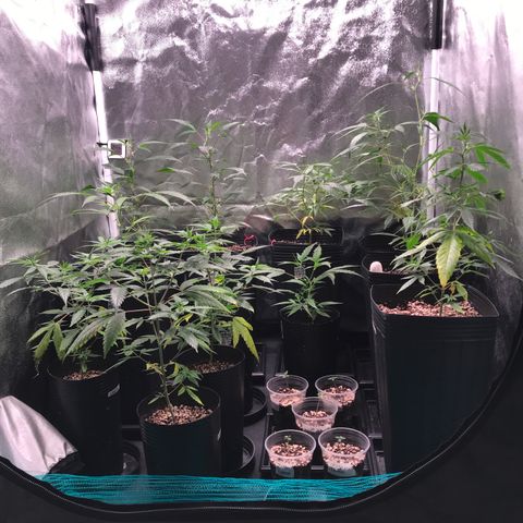 Shark Shock CBD growlog timeline photo