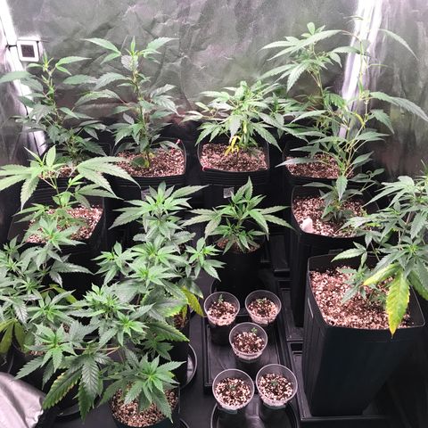 Shark Shock CBD growlog timeline photo