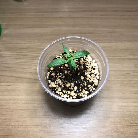 Shark Shock CBD growlog timeline photo