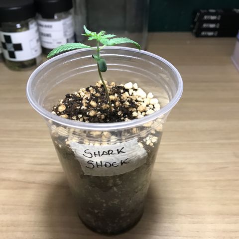 Shark Shock CBD growlog timeline photo
