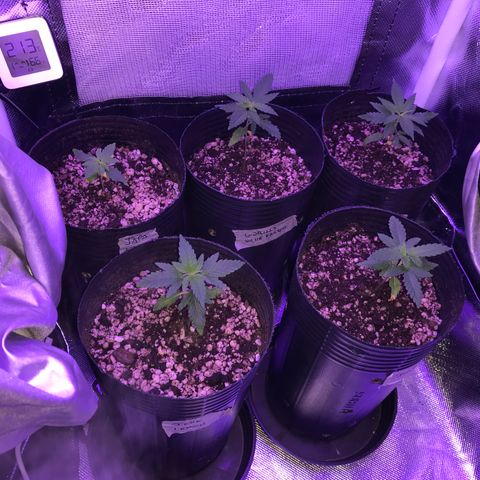 Shark Shock CBD growlog timeline photo