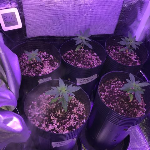 Shark Shock CBD growlog timeline photo