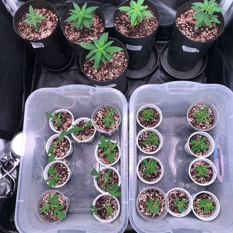 Shark Shock CBD growlog timeline photo