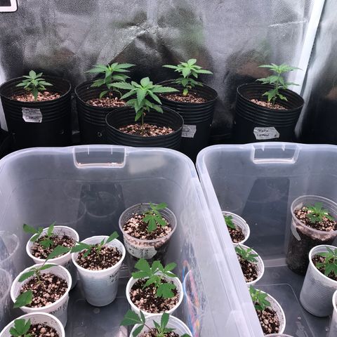Shark Shock CBD growlog timeline photo