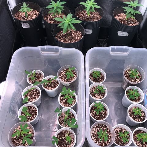 Shark Shock CBD growlog timeline photo