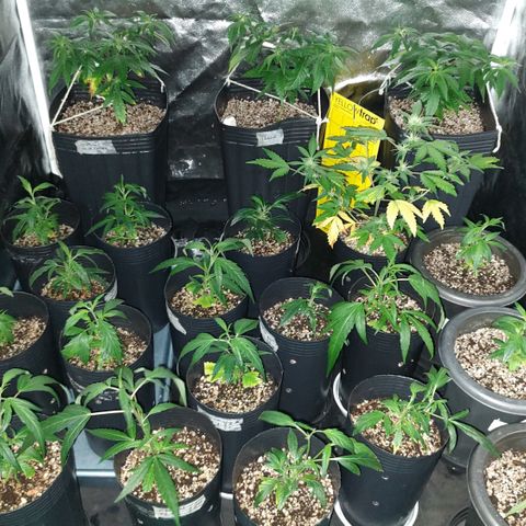 Shark Shock CBD growlog timeline photo