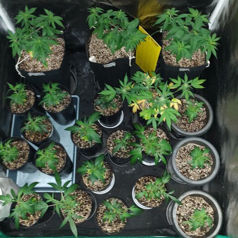 Shark Shock CBD growlog timeline photo
