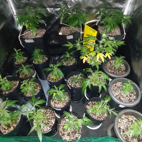 Shark Shock CBD growlog timeline photo