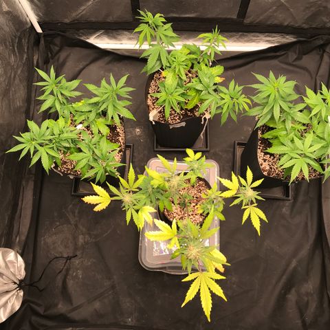 Shark Shock CBD growlog timeline photo