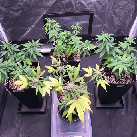 Shark Shock CBD growlog timeline photo