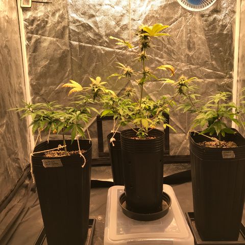 Shark Shock CBD growlog timeline photo