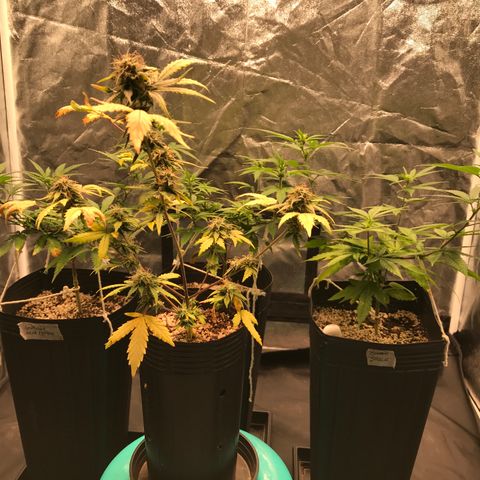 Shark Shock CBD growlog timeline photo