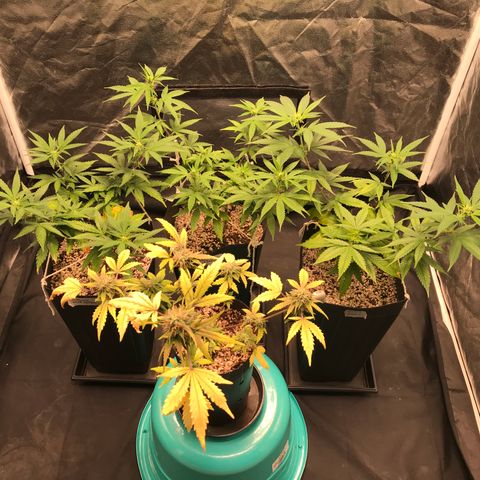 Shark Shock CBD growlog timeline photo
