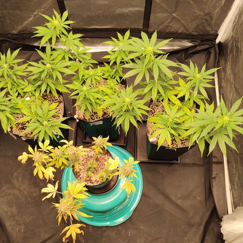 Shark Shock CBD growlog timeline photo