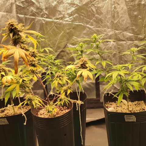 Shark Shock CBD growlog timeline photo