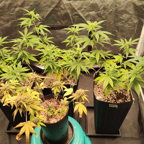 Shark Shock CBD growlog timeline photo