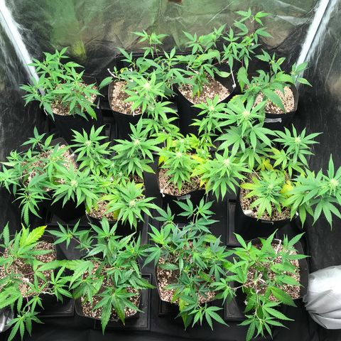Shark Shock CBD growlog timeline photo