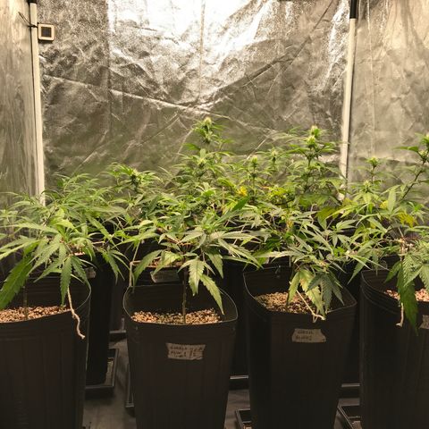 Shark Shock CBD growlog timeline photo