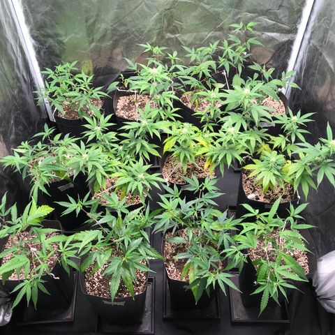 Shark Shock CBD growlog timeline photo