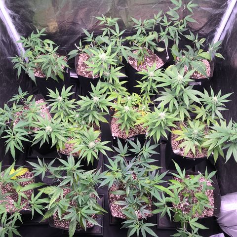 Shark Shock CBD growlog timeline photo
