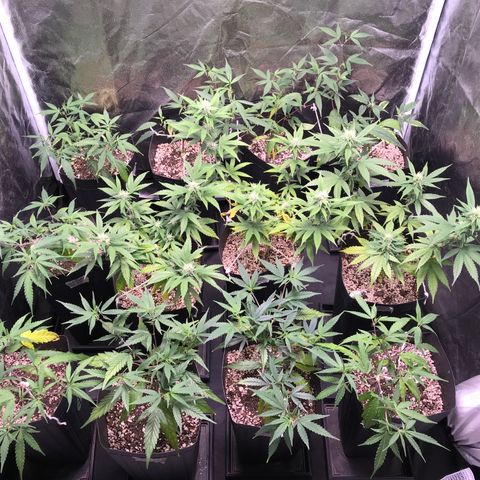 Shark Shock CBD growlog timeline photo