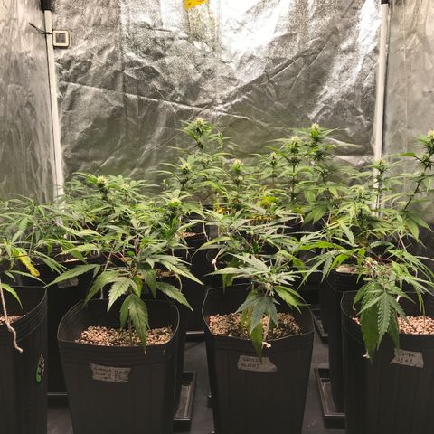 Shark Shock CBD growlog timeline photo