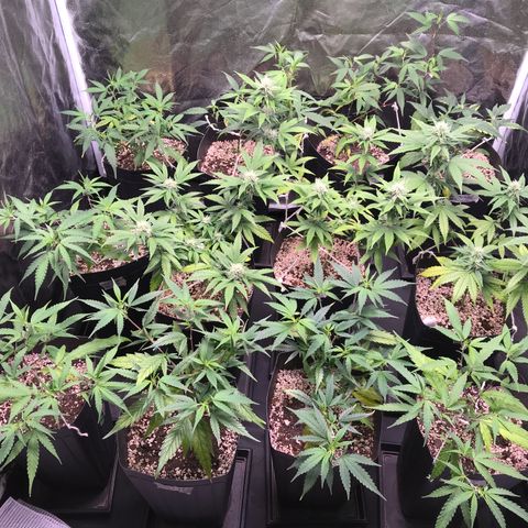 Shark Shock CBD growlog timeline photo
