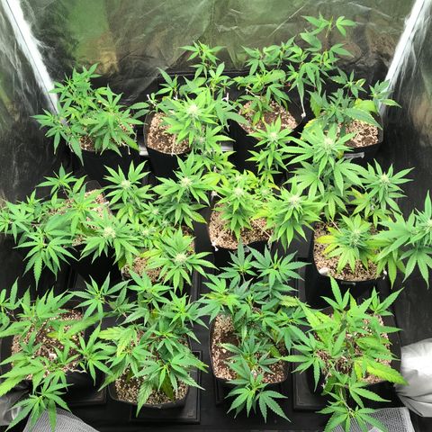 Shark Shock CBD growlog timeline photo