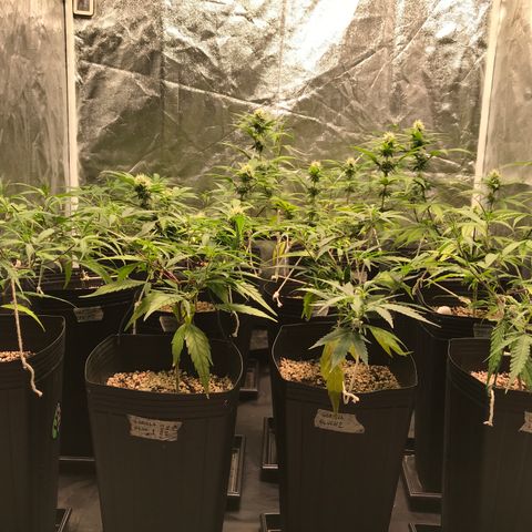 Shark Shock CBD growlog timeline photo
