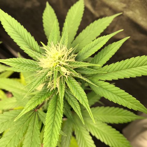 Shark Shock CBD growlog timeline photo