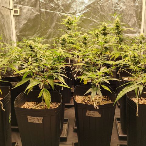 Shark Shock CBD growlog timeline photo