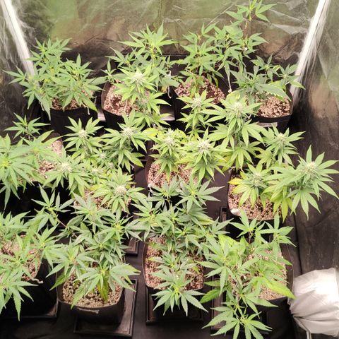Shark Shock CBD growlog timeline photo