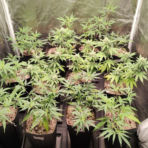 Shark Shock CBD growlog timeline photo