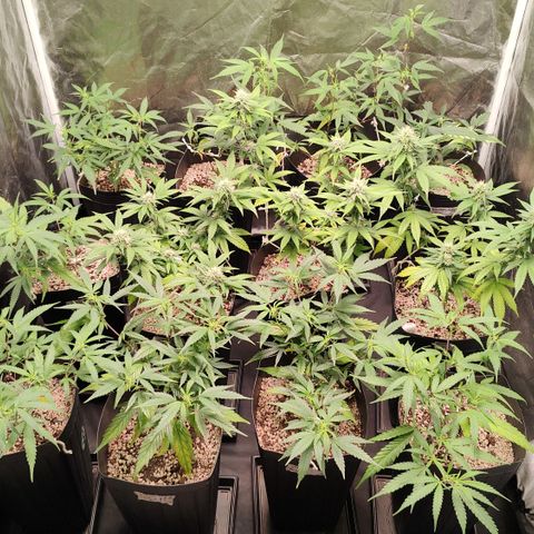 Shark Shock CBD growlog timeline photo